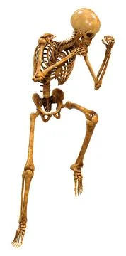 3D Rendering Human Skeleton on White Stock Illustration