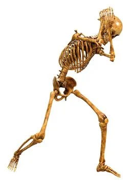 3D Rendering Human Skeleton on White Stock Illustration