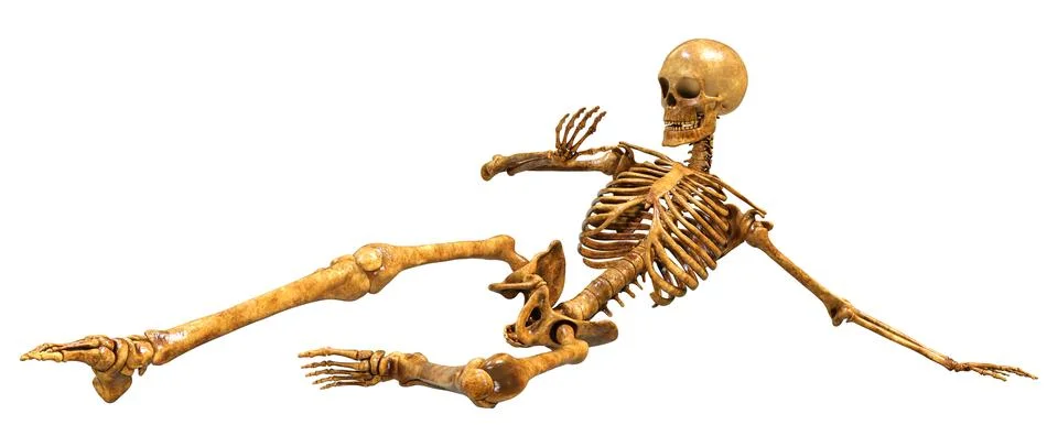 3D Rendering Human Skeleton on White Stock Illustration