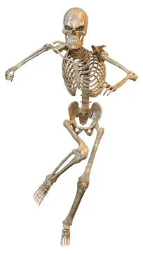 3D Rendering Human Skeleton on White Stock Illustration