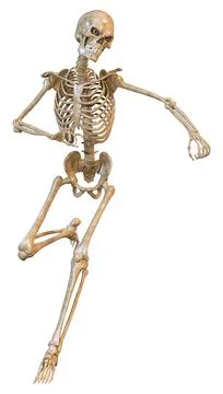 3D Rendering Human Skeleton on White Stock Illustration