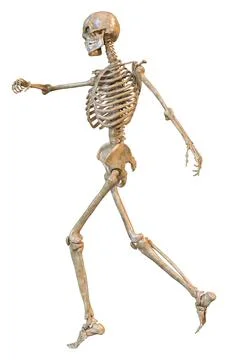 3D Rendering Human Skeleton on White Stock Illustration