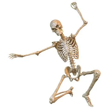 3D Rendering Human Skeleton on White Stock Illustration