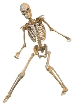 3D Rendering Human Skeleton on White Stock Illustration