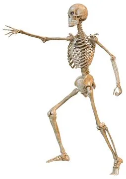 3D Rendering Human Skeleton on White Stock Illustration
