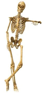 3D Rendering Human Skeleton on White Illustrazione stock