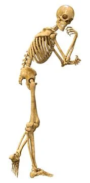 3D Rendering Human Skeleton on White Illustrazione stock