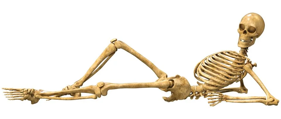 3D Rendering Human Skeleton on White Illustrazione stock