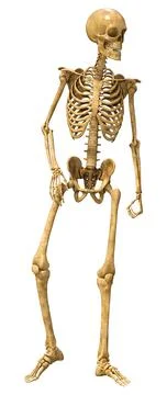 3D Rendering Human Skeleton on White Illustrazione stock