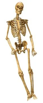 3D Rendering Human Skeleton on White Illustrazione stock