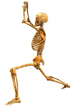 3D Rendering Human Skeleton on White Illustrazione stock