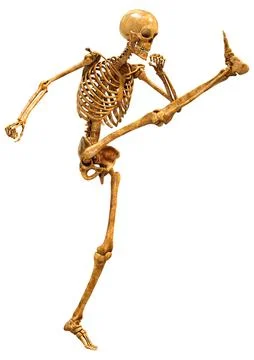 3D Rendering Human Skeleton on White Illustrazione stock