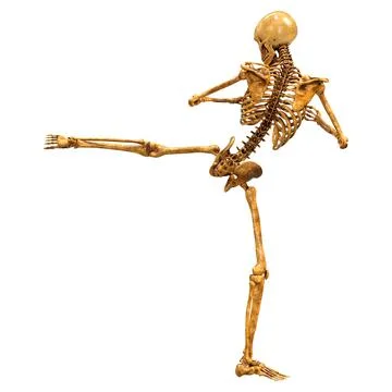 3D Rendering Human Skeleton on White Illustrazione stock