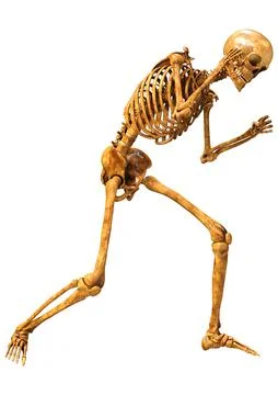 3D Rendering Human Skeleton on White Illustrazione stock