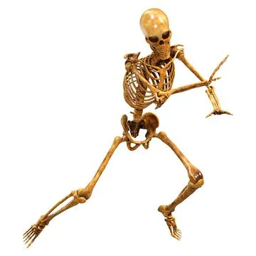 3D Rendering Human Skeleton on White Illustrazione stock