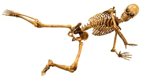 3D Rendering Human Skeleton on White Illustrazione stock