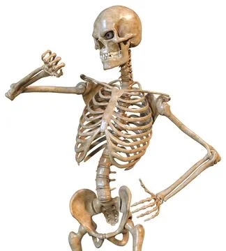 3D Rendering Human Skeleton on White Illustrazione stock