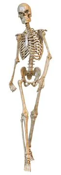 3D Rendering Human Skeleton on White Illustrazione stock