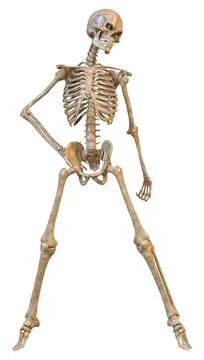 3D Rendering Human Skeleton on White Illustrazione stock