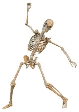 3D Rendering Human Skeleton on White Illustrazione stock