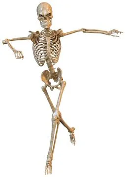 3D Rendering Human Skeleton on White 스톡 일러스트
