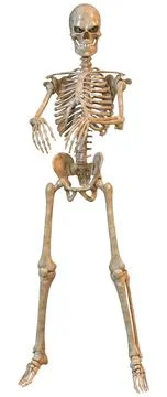 3D Rendering Human Skeleton on White Stock Illustration