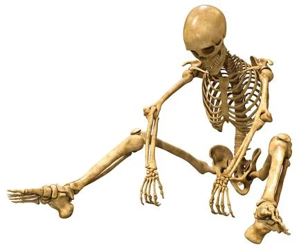 3D Rendering Human Skeleton on White Stock Illustration