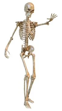 3D Rendering Human Skeleton on White Ilustração Stock