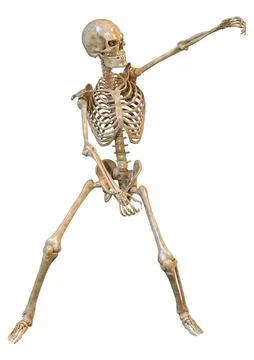 3D Rendering Human Skeleton on White Ilustração Stock