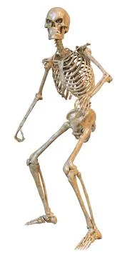 3D Rendering Human Skeleton on White Ilustração Stock