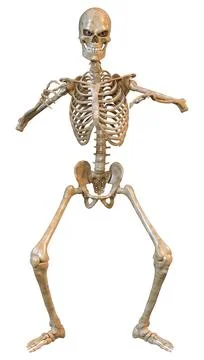 3D Rendering Human Skeleton on White Ilustração Stock