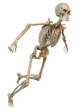 3D Rendering Human Skeleton on White Illustration