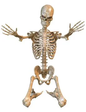 3D Rendering Human Skeleton on White Ilustração Stock