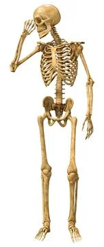 3D Rendering Human Skeleton on White Illustrazione stock