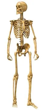 3D Rendering Human Skeleton on White Illustrazione stock