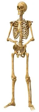 3D Rendering Human Skeleton on White Illustrazione stock