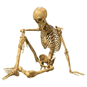 3D Rendering Human Skeleton on White Illustrazione stock