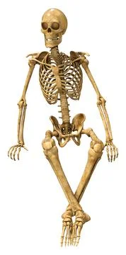 3D Rendering Human Skeleton on White Illustrazione stock