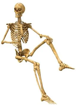 3D Rendering Human Skeleton on White Illustrazione stock