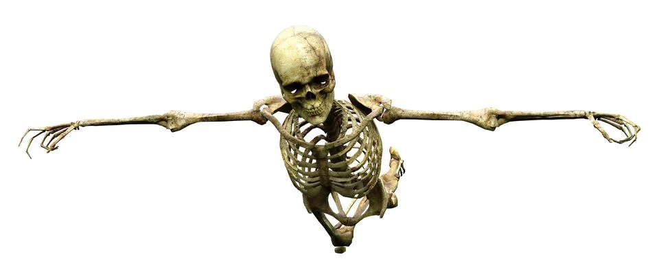 3D Rendering Human Skeleton on White Stock Photos