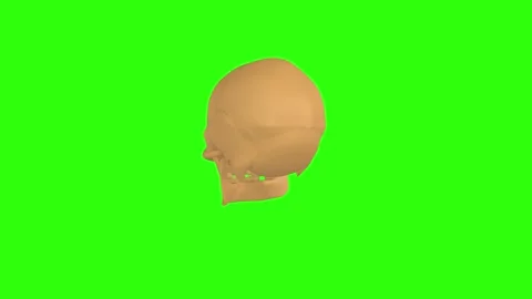 3D rendering of a human skull rotating on a vibrant green background Stock-Footage 287882288
