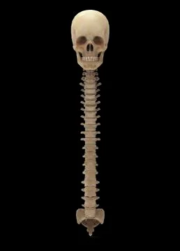 3D rendering of human vertebral column, front view. 库存插图