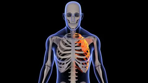 3D rendering of a human x-ray with the left rib bone highlighted on a black back Stock Illustration