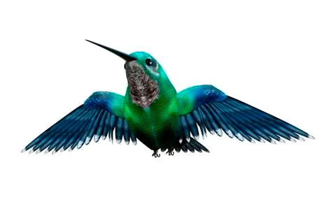 3D Rendering Humming Bird on White Stock Illustration