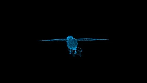 3d rendering hummingbird wireframe high poly mesh Stock Footage 106272649