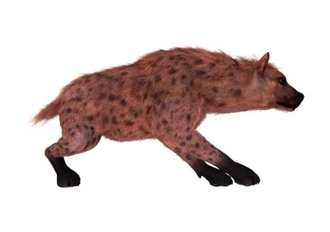 3D Rendering Hyena on White Stock Illustration