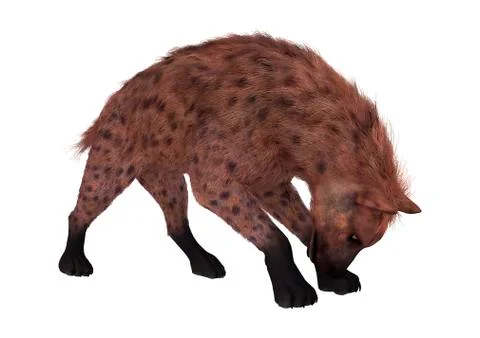 3D Rendering Hyena on White Stock Illustration