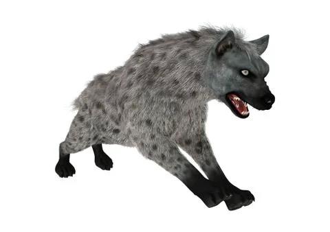 3D Rendering Hyena on White Illustrazione stock