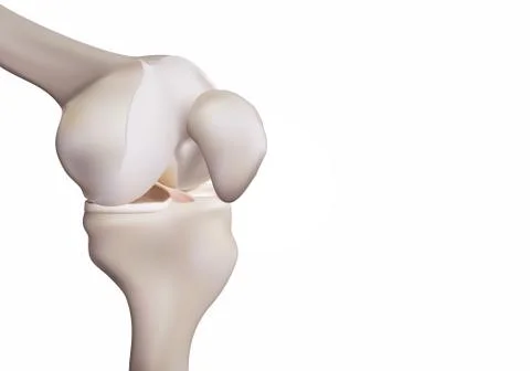 3D rendering, illustrations of human and medical knee science Stock Illustration