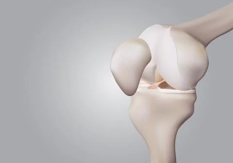 3D rendering, illustrations of human and medical knee science Stock Illustration